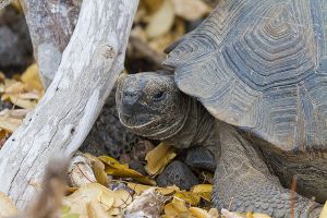 Galapagos Giant Tortoise (Geochelone vandenburghi)